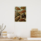 カメ(チェロニア)バイヘッケル ポスター (キッチン)