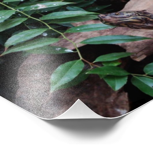 カメ フォトプリント            (角)