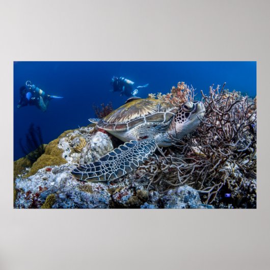 カメ ポスター (正面)