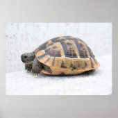 カメ ポスター (正面)