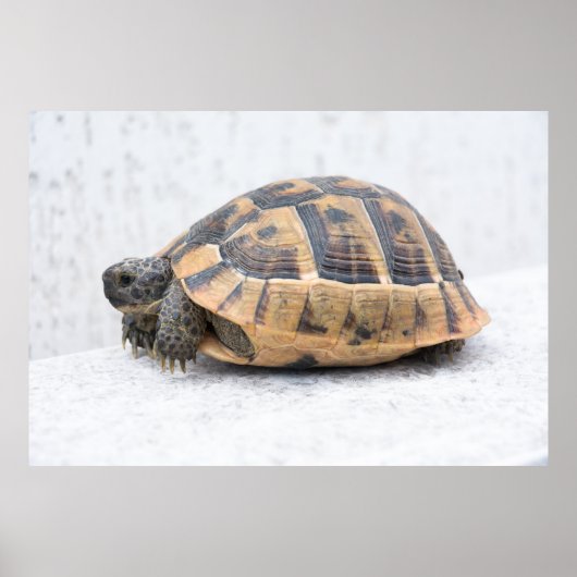 カメ ポスター (正面)