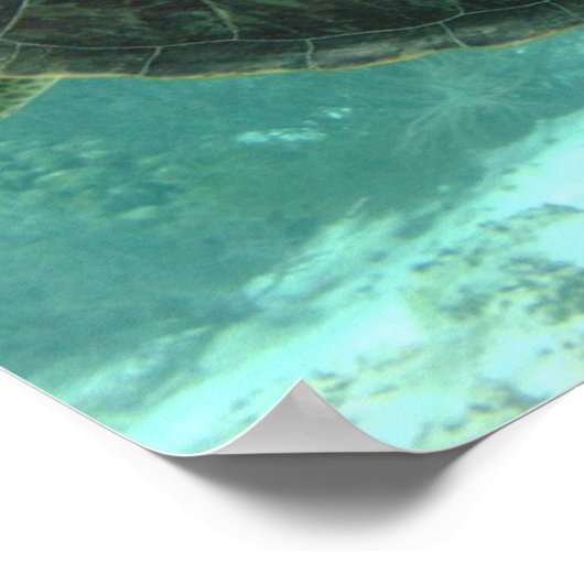 カメ ポスター (角)