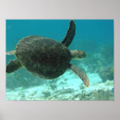 カメ ポスター (正面)