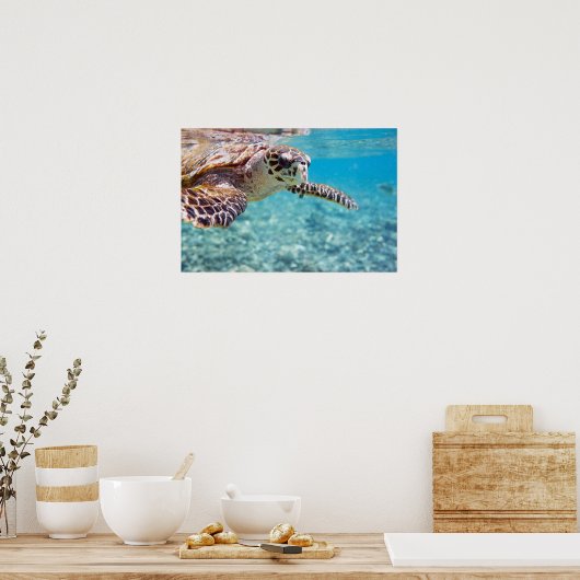 カメ ポスター (キッチン)