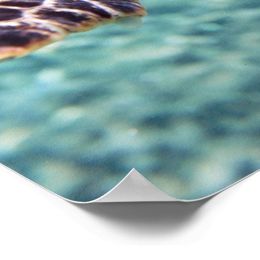 カメ ポスター (角)