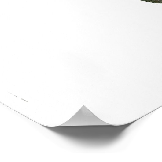 カメ ポスター (角)