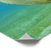 カメ ポスター (角)