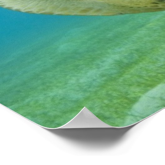 カメ ポスター (角)