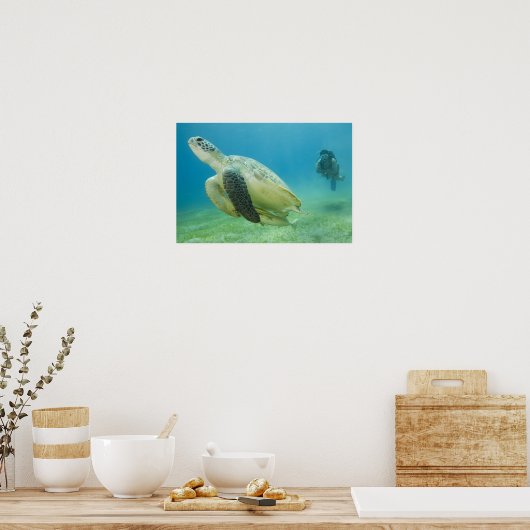 カメ ポスター (キッチン)