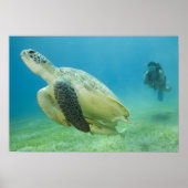 カメ ポスター (正面)