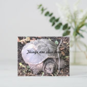 カメ ポストカード (スタンド正面)