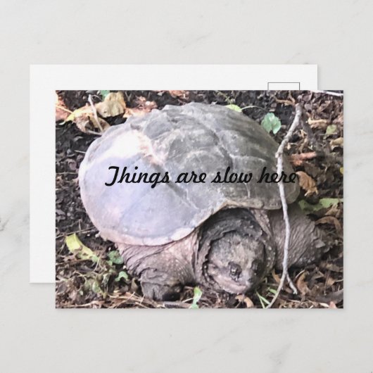 カメ ポストカード (正面/裏面)