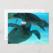 カメ ポストカード (正面/裏面)