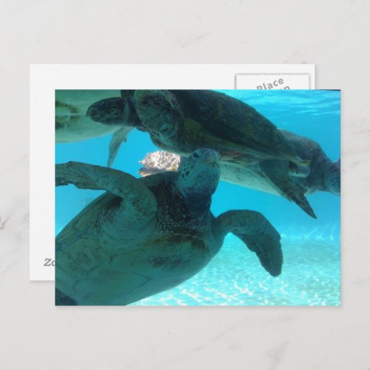 カメ ポストカード (正面/裏面)