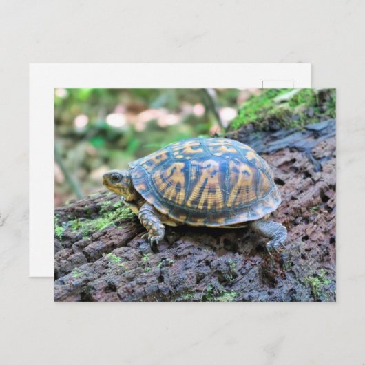 カメ ポストカード (正面/裏面)