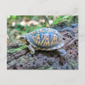 カメ ポストカード (正面)