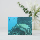 カメ ポストカード (スタンド正面)