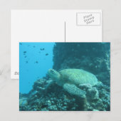 カメ ポストカード (正面/裏面)