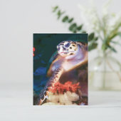 カメ ポストカード (スタンド正面)