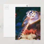 カメ ポストカード (正面/裏面)