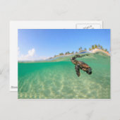 カメ ポストカード (正面/裏面)