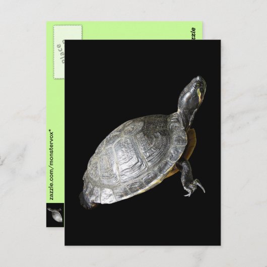 カメ ポストカード (正面/裏面)