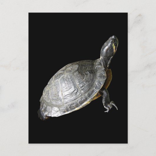 カメ ポストカード (正面)