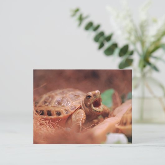 カメ ポストカード (スタンド正面)