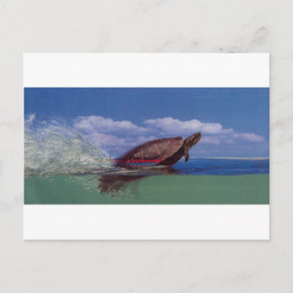 カメ ポストカード