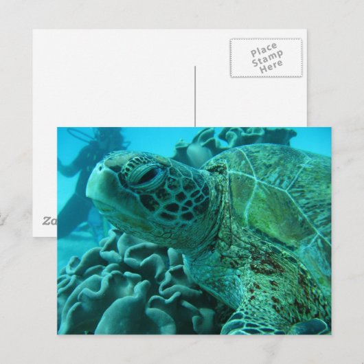 カメ ポストカード (正面/裏面)