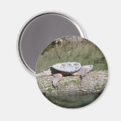 カメ マグネット (正面/裏面)