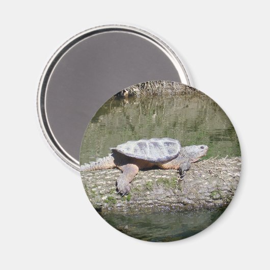 カメ マグネット (正面/裏面)