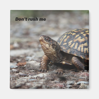 カメ マグネット