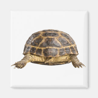 カメ マグネット