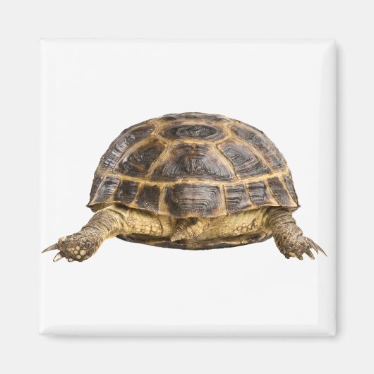 カメ マグネット (正面)