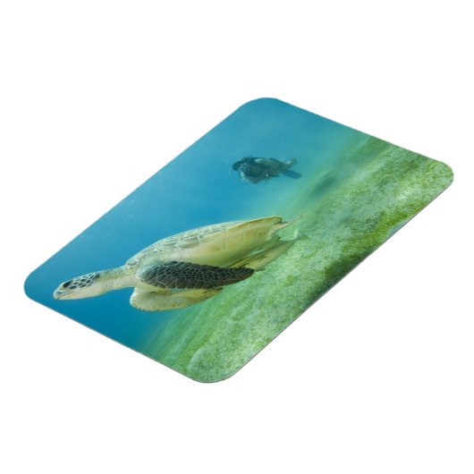 カメ マグネット (左側)