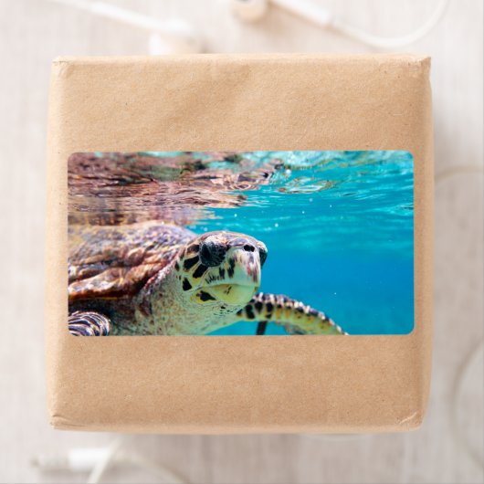 カメ ラベル (インサイチュ)