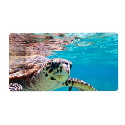 カメ ラベル (正面)