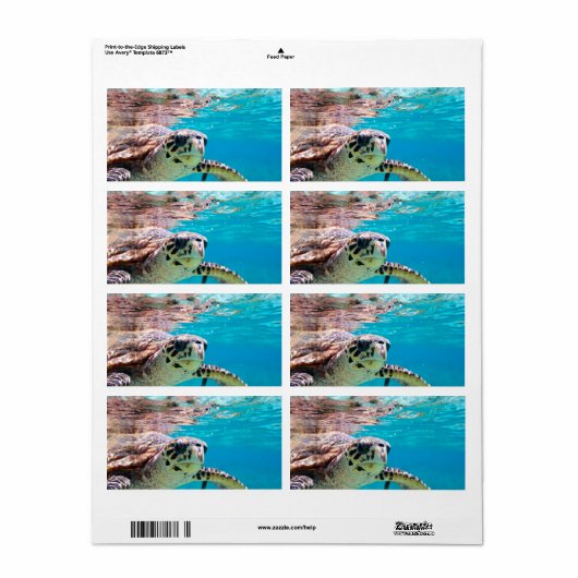 カメ ラベル (フルシート)