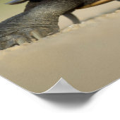 カメ/水陸両用クローズアップ写真ポスター ポスター (角)