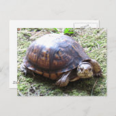 カメ – 苔むした道 ポストカード (正面/裏面)