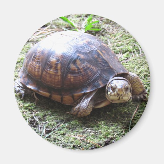 カメ – 苔むした道 マグネット (正面)
