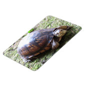 カメ – 苔むした道 マグネット (左側)