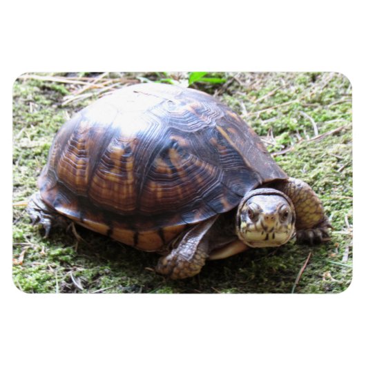 カメ – 苔むした道 マグネット (横)