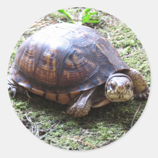 カメ – 苔むした道 ラウンドシール (正面)