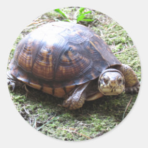 カメ – 苔むした道 ラウンドシール