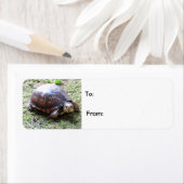 カメ – 苔むした道 ラベル (インサイチュ)