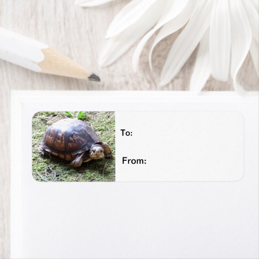 カメ – 苔むした道 ラベル (インサイチュ)