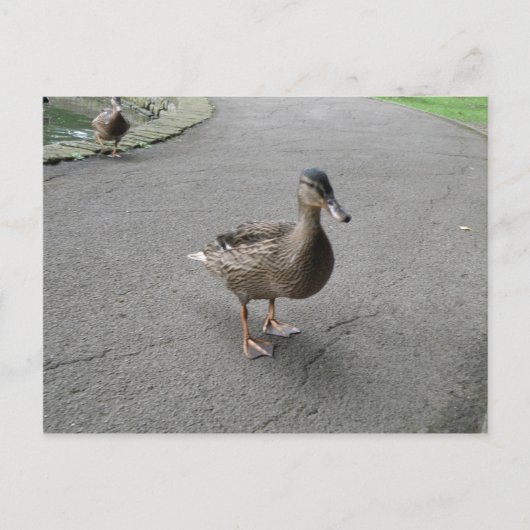 カモおもしろいハガキ ポストカード (正面)