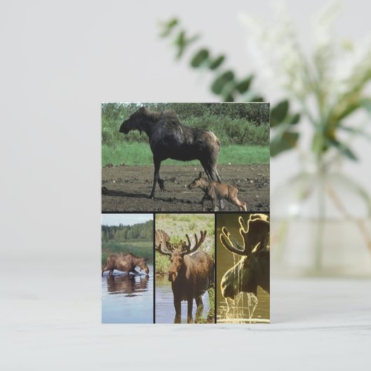 カモシカ ポストカード (スタンド正面)